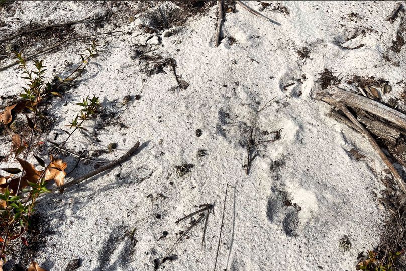 Deer Tracks 001