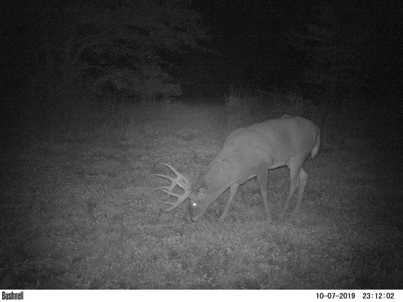 Big stud long plot 2019