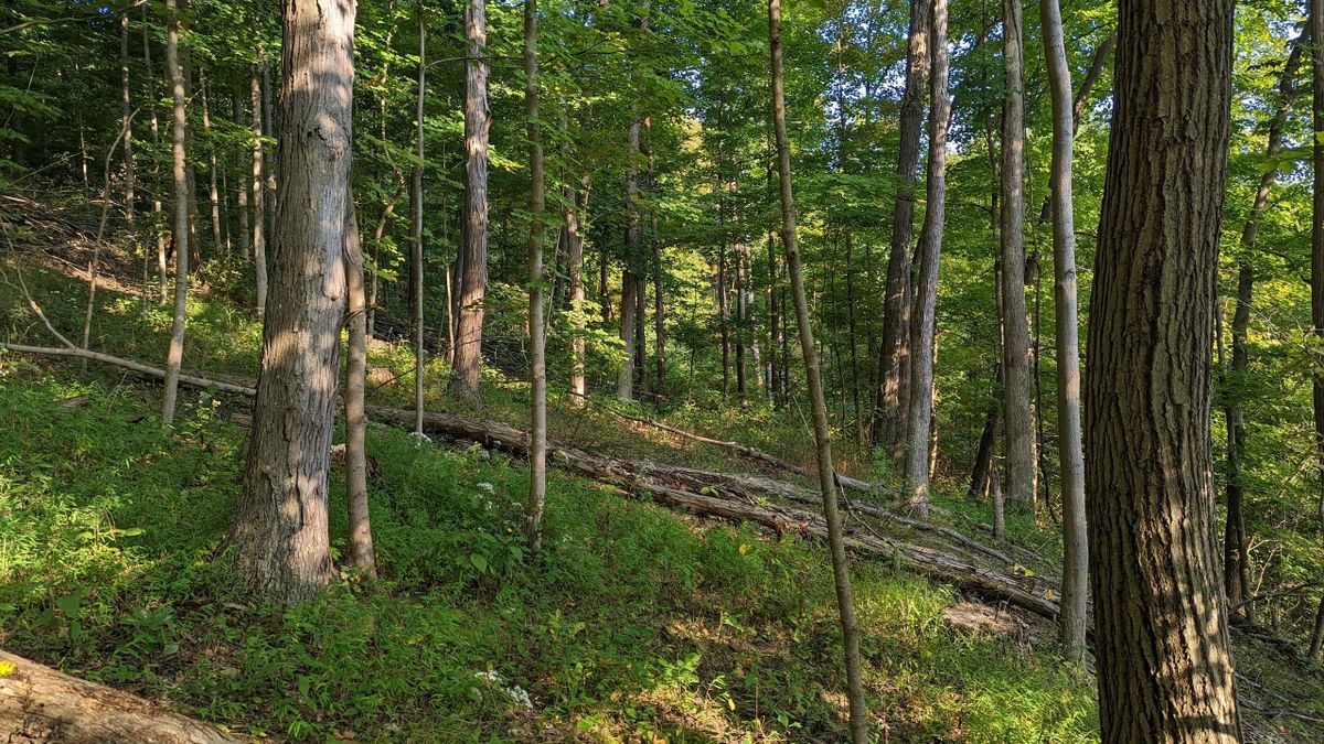 All Wooded Tract With Picture Perfect Creek Near The Ohio River