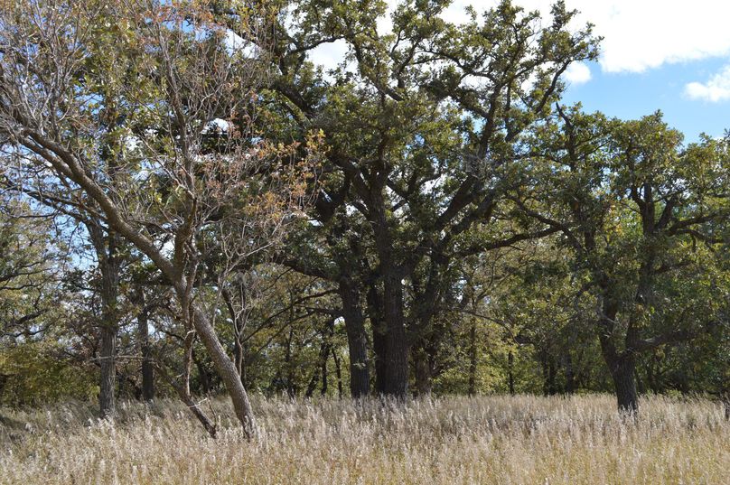 DSC_0106 (1)