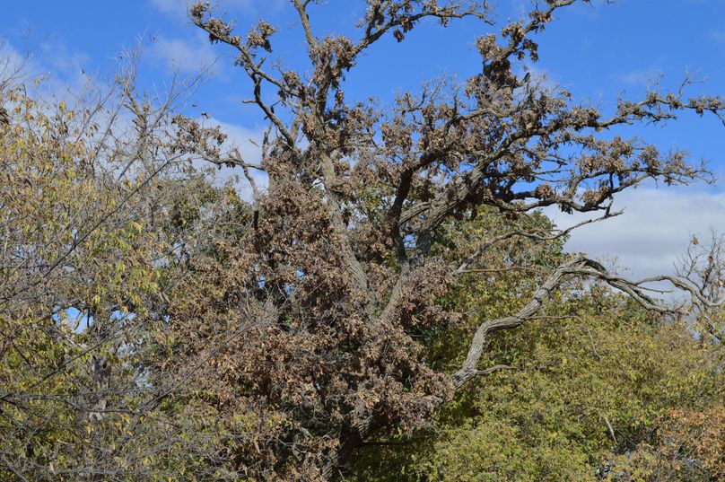 DSC_0107 (1)