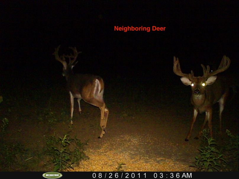 nealson cut corn 470