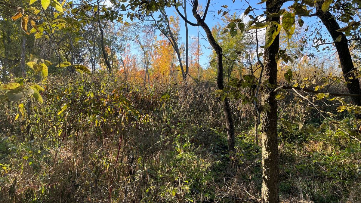 MultiUse Tract To Build A Home And Hunt Right Out Back In West Central