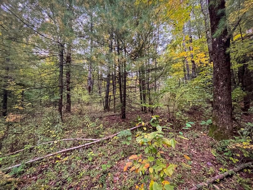 Tioga_114_Flacco Photo 62