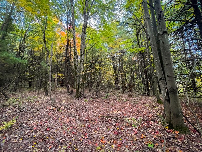 Tioga_114_Flacco Photo 43