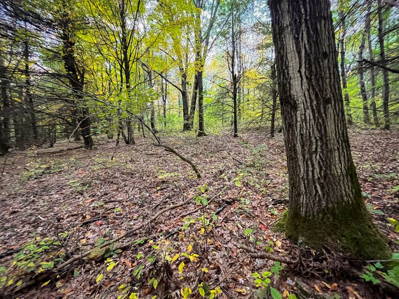 Tioga_114_Flacco Photo 65