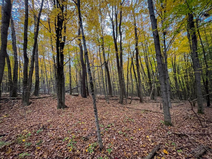 Tioga_114_Flacco Photo 66