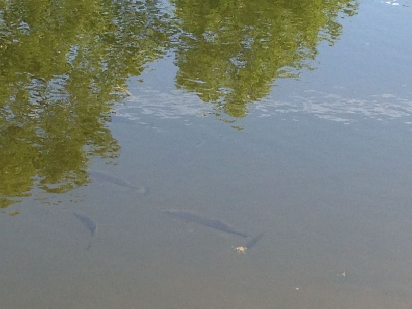 Tioga_114_Flacco Photo 104