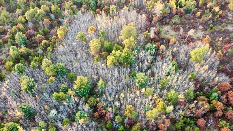 dji_fly_20241011_174638_439_1728687468552_photo_optimized 2