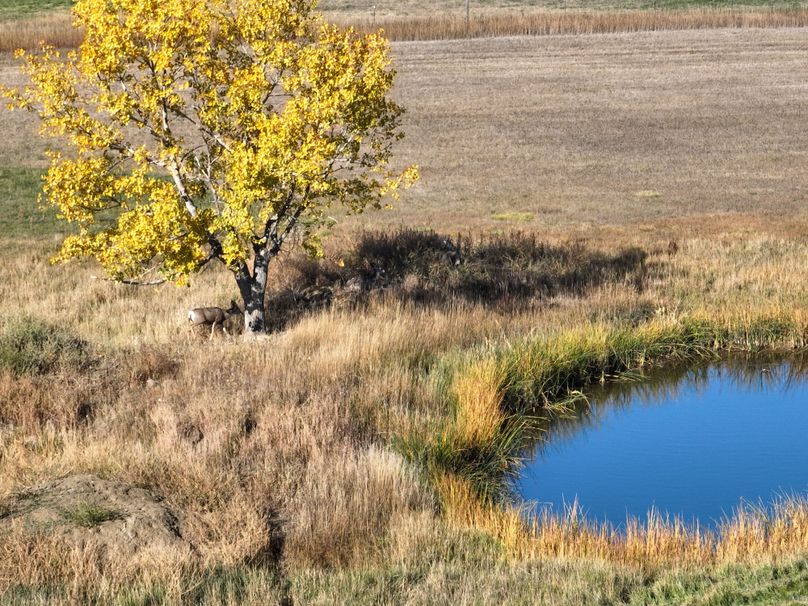002 Pond, tree, deer