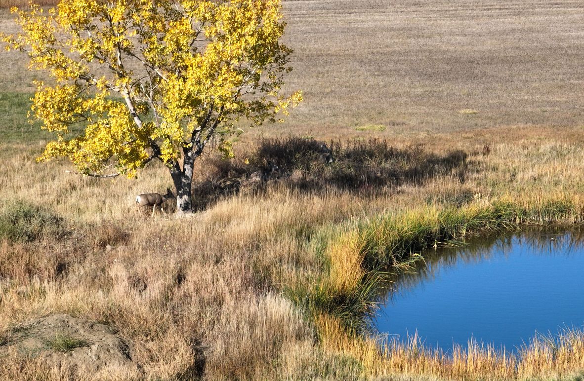 002 Pond, tree, deer