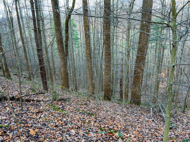 Calhoun, WV 70.14 AC Metz_Greathouse-27