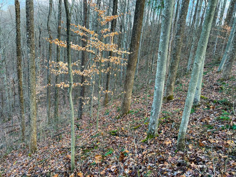 Calhoun, WV 70.14 AC Metz_Greathouse-24