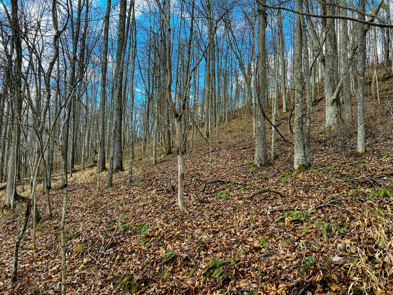 Calhoun, WV 70.14 AC Metz_Greathouse-42