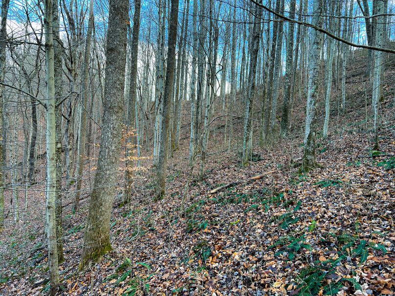 Calhoun, WV 70.14 AC Metz_Greathouse-26