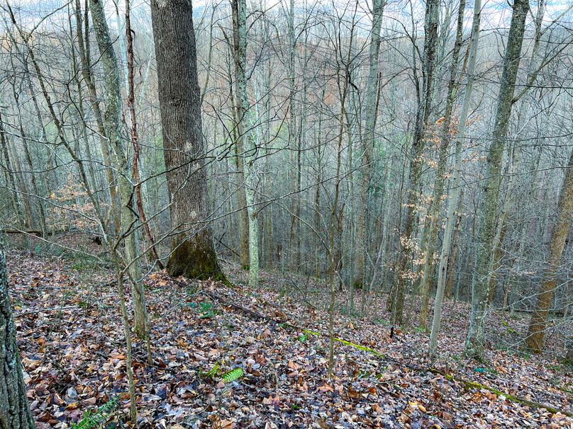 Calhoun, WV 70.14 AC Metz_Greathouse-23