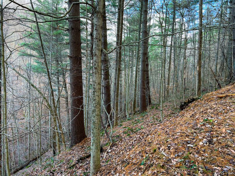 Calhoun, WV 70.14 AC Metz_Greathouse-10