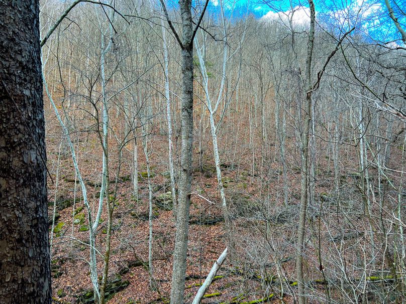 Calhoun, WV 70.14 AC Metz_Greathouse-04