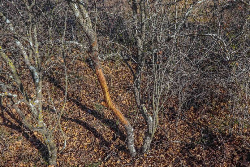 Eastland County 150-09