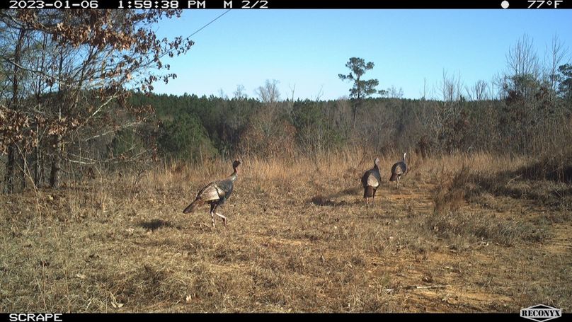 Turkey Pic 3