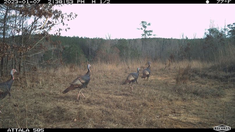 Turkey Pic 5