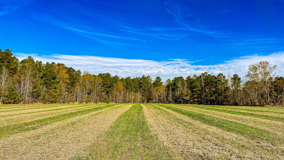 The Haymount Farm Near Latta SC Whitetail Properties
