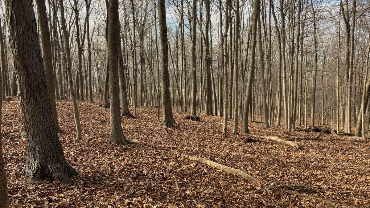 Gently Rolling Topography With Ridge Top Building Locations Whitetail