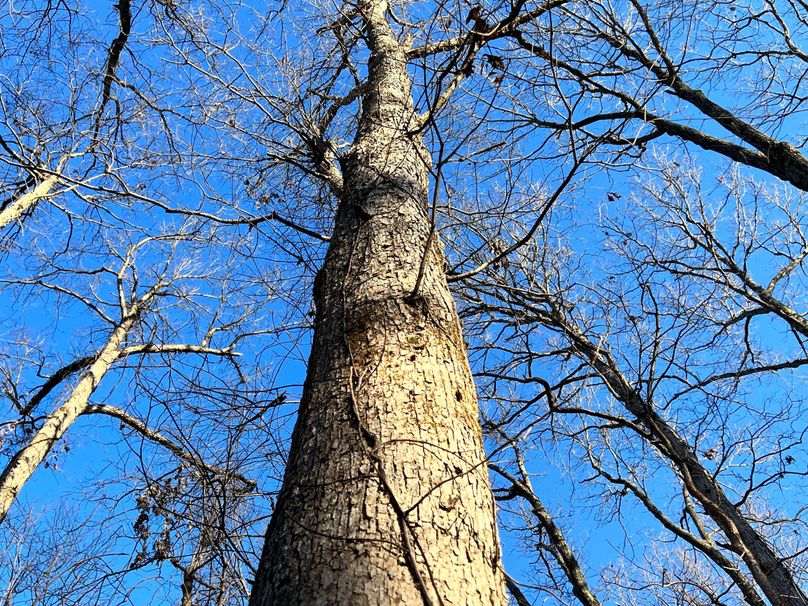 Whiteoak