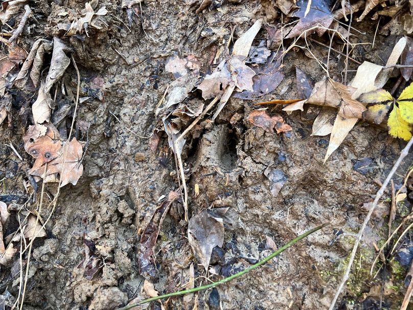 Deer Track
