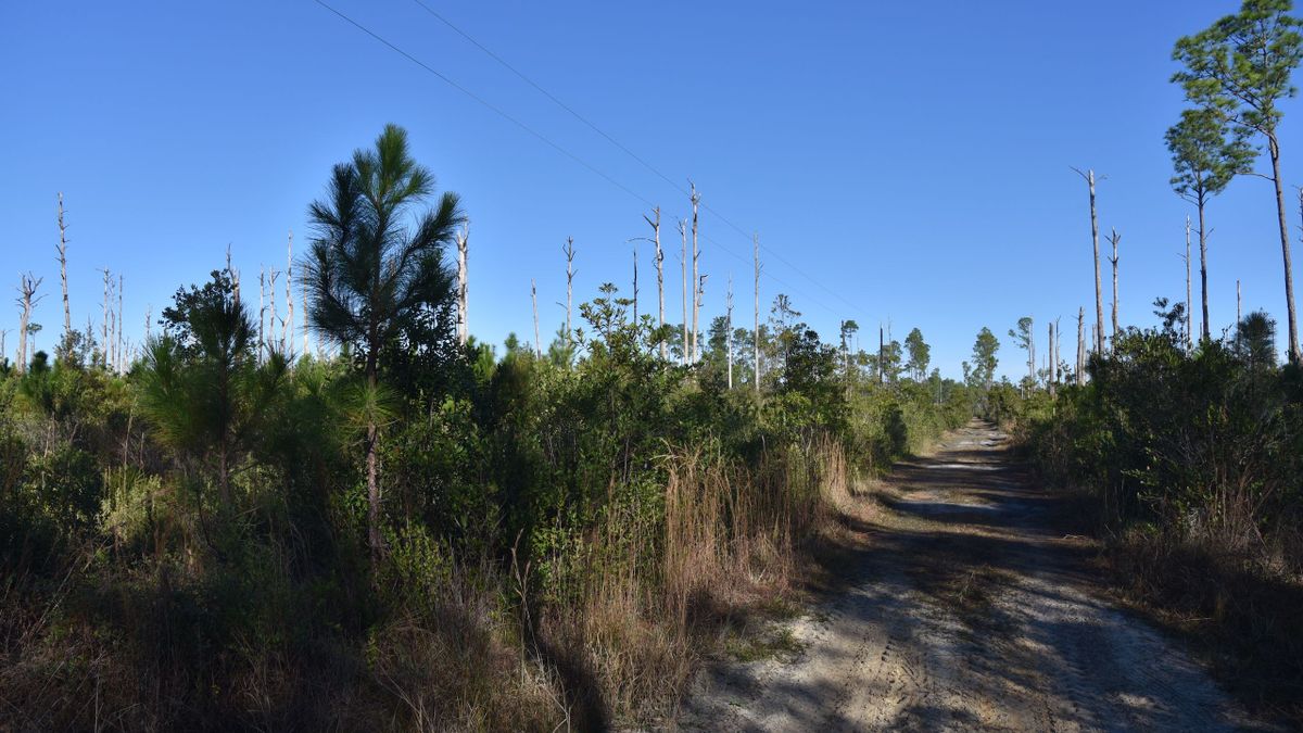 SemiCleared Vacant Tract For Homesite Or Recreation Use Whitetail