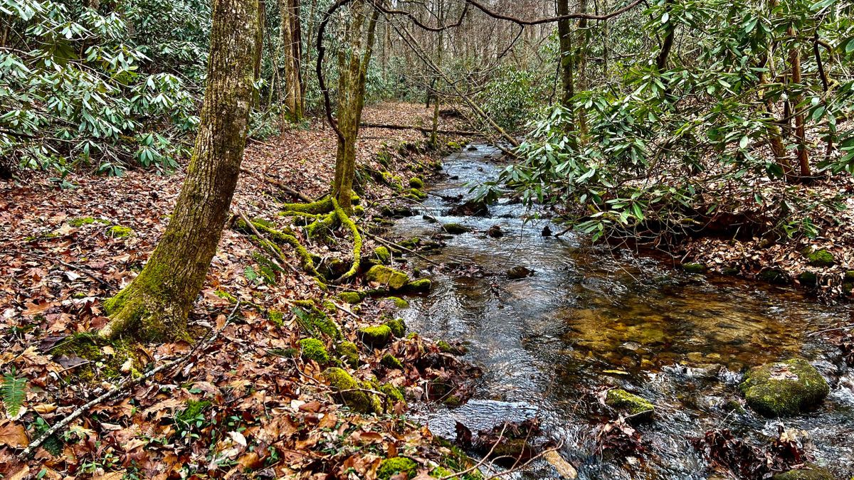 Unrestricted Acreage With Creek Near Cherokee National Forest Whitetail Properties