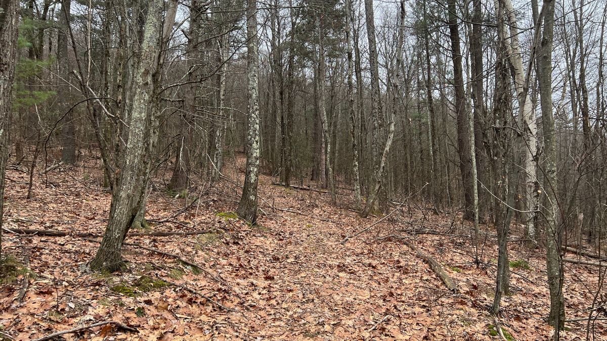 Deer Hunting Property With Valley Views and Cabin Potential Whitetail Properties