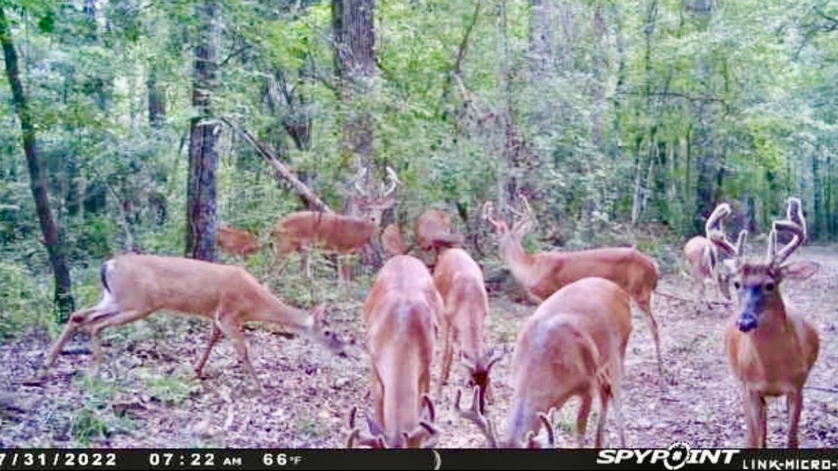 WoodsNWater Ohoopee River Retreat Whitetail Properties