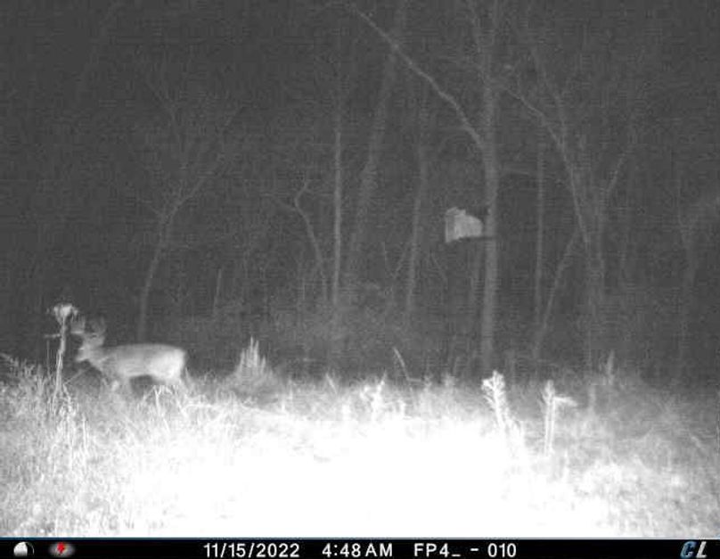 6 - nice buck rolling back to the bedding area on the north edge of the property