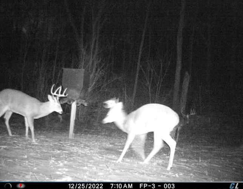 2 - notice the buck in the background to the right, all three of these bucks should be around in fall of 2023