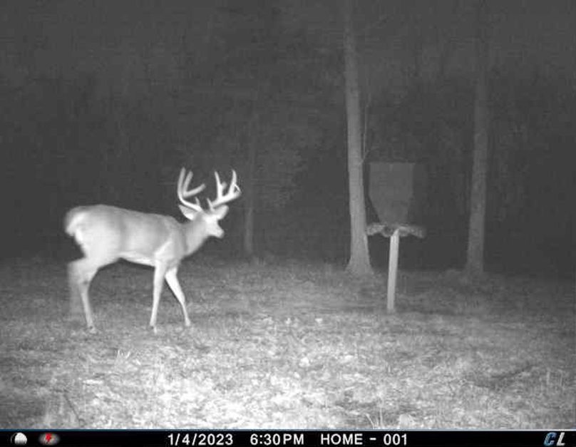 1 - nice buck starting to get some stickers, should be a toad next season