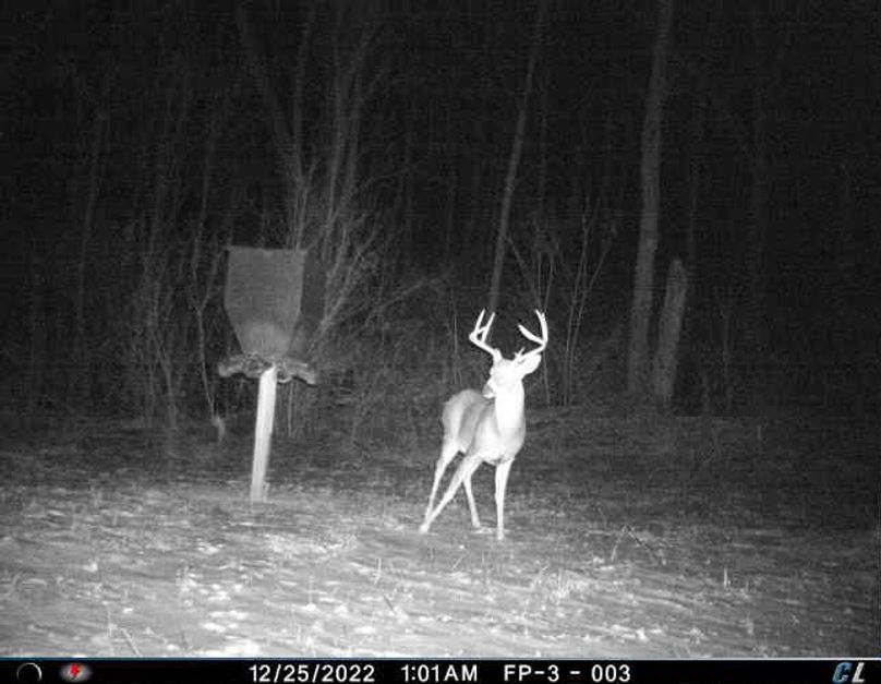 3 - really nice young buck, great potential, looks to have made it through the season as well