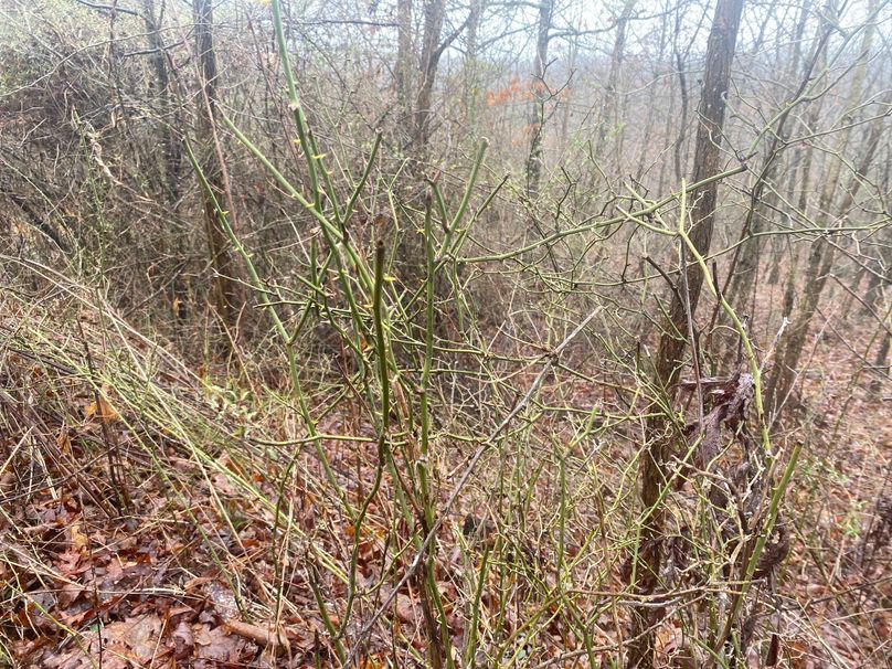 IMG_4920 Greenbrier patch