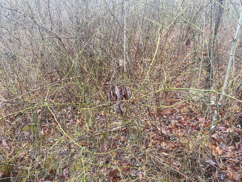 IMG_4917 Greenbrier Patch 1