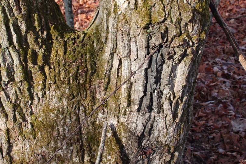 017 shot of the old fenceline grown into a chestnut oak along the main ridge