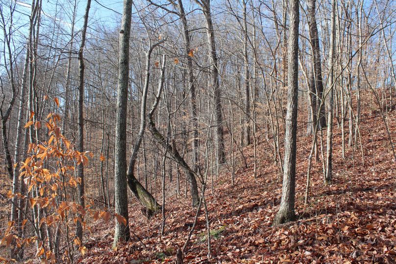 011 and east facing slope near the middle of the property 