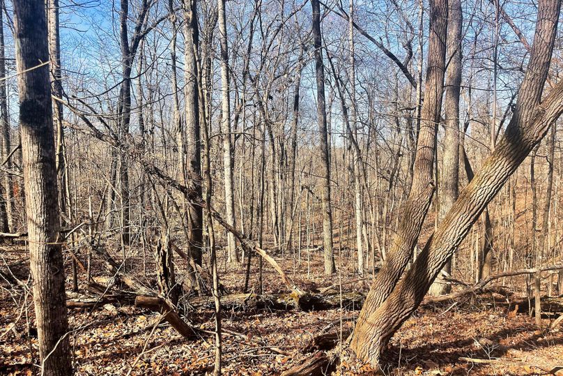 Woods 05