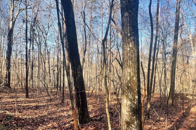Woods 06