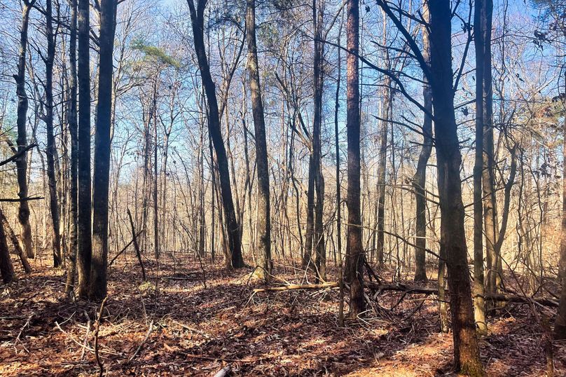 Woods 01
