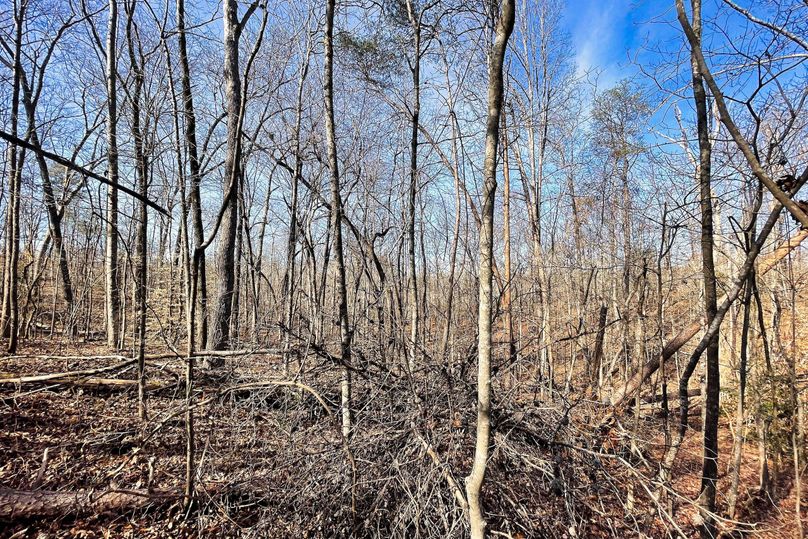 Woods 08