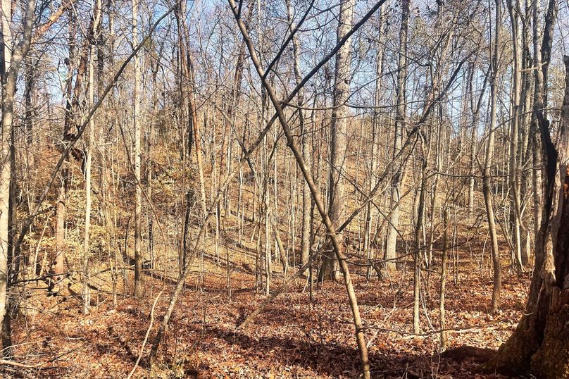 Woods 07