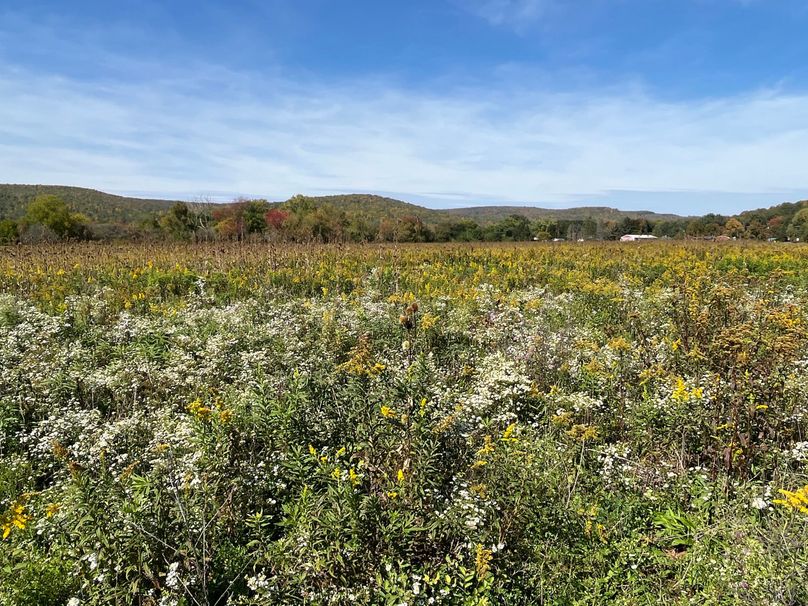 Chemung_19.69_Welles Photo 2