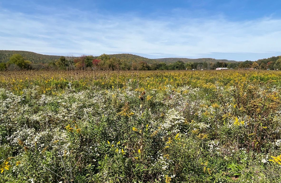 Chemung_19.69_Welles Photo 2