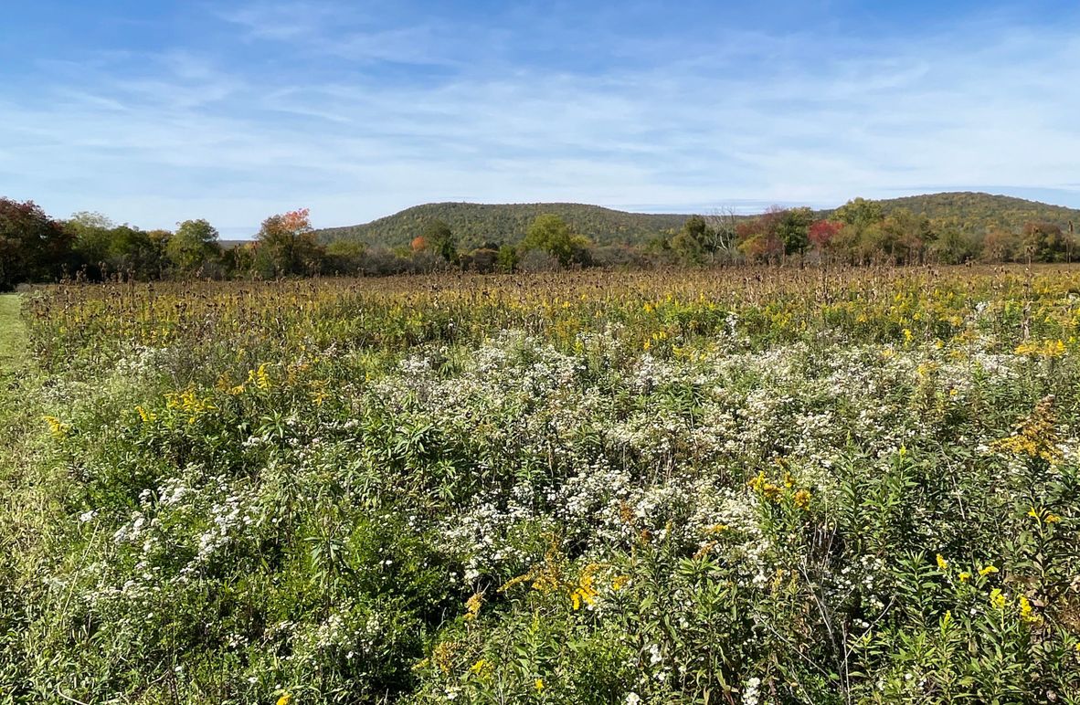 Chemung_19.69_Welles Photo 4