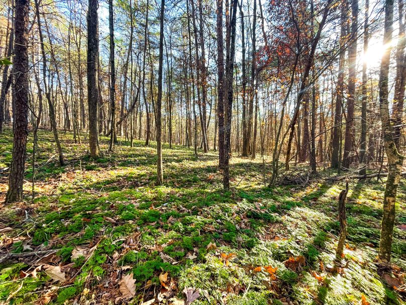 82A49A16-74B6-4509-BD2B-25B8F4690BC6